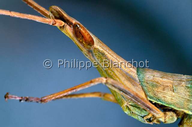 Acrida turrita.JPG - Acrida turrita (Portrait)Truxale corseCriquetSnouted GrasshopperOrthopteraAcrididaeAcridinaeAlgérie